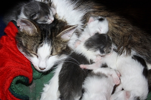 Wir benötigen dringend Katzenstreu/Katzenfutter - Nikolausaktion im Tierheim