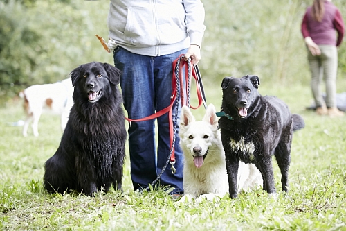 Bilder Herbstfest und Hundespaßolympiade sind online