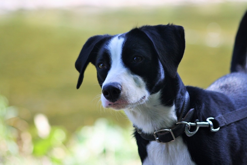 Jay Jay Border Collie Appenzeller Sennenhund Mischling 5 Jahre