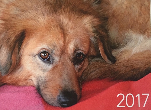 Tierheimkalender 2017 ab sofort erhältlich