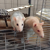 Ratten (weiblich)