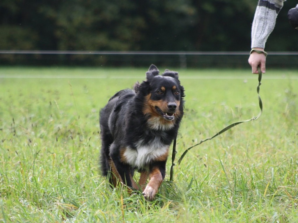 Nero Sennenhund Australian Shepherd Mischling, 7 Monate) - Hunde_vermittelt_2012 | Tierschutzverein Weil am Rhein e.V.