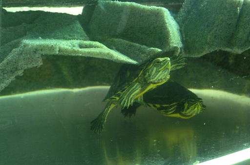 Wasserschildkröten in Not 