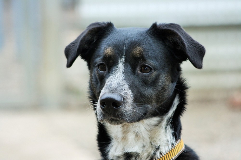Winny Border Collie Appenzeller Sennenhund Mischling 5 Jahre 6