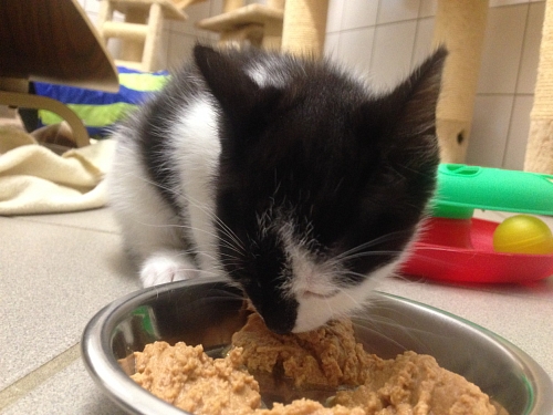 Dringend Katzenstreu- und Kittenfutterspenden gesucht