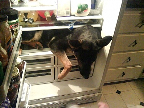 Dringend Kühlschrank gesucht