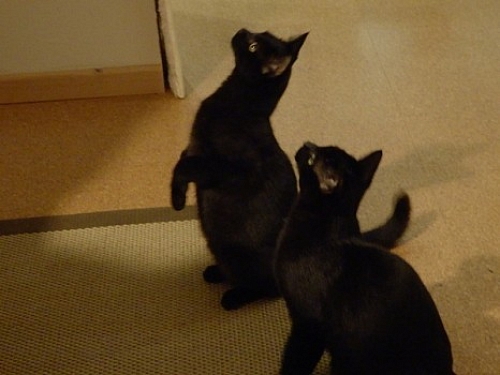 Mimi (Xena) und Momo (Misha) führen ein schönes Katzenleben:)