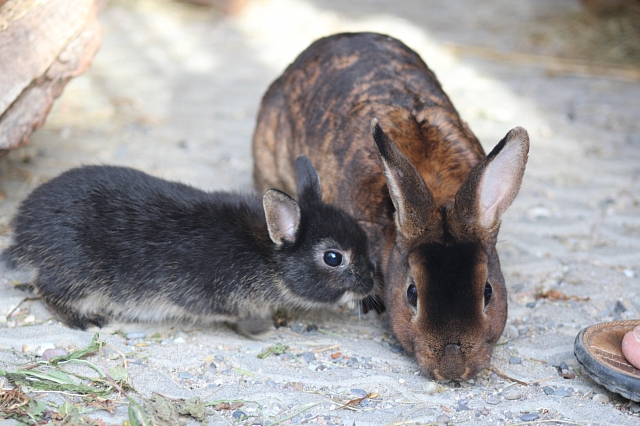 Mama und Kaninchen Nachwuchs