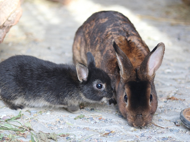 Mama und Kaninchen Nachwuchs