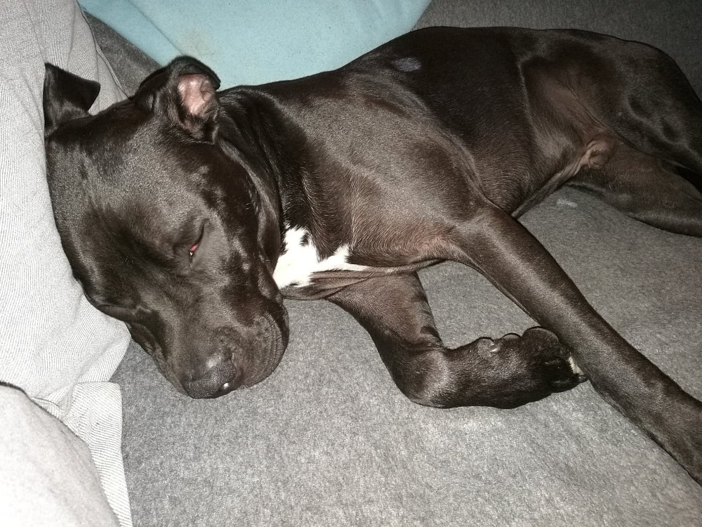 77+ American Pit Bull Terrier Mix
