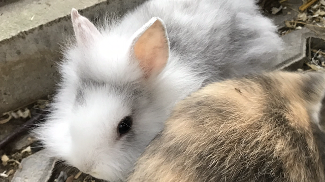 Kaninchen Babys