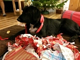 Erstes Weihnachten von Buster