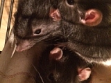 Grüsse von den Rattenbrüdern 