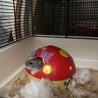 Fundhamster