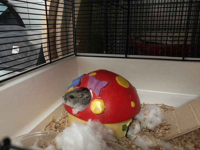 Fundhamster