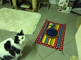  Der Raschelteppich und die Spiezeugmaus stehtn nun in einem Katzenzimmer. Wir haben beides mehrfach gespendet bekommen. So haben nun alle Zimmer je einen Teppich und 2 der Zimmer je eine Maus.