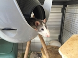 Unsere Ratten bedanken sich bei den Spendern für neue Kleintiergehege