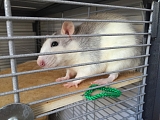 Unsere Ratten bedanken sich bei den Spendern für neue Kleintiergehege