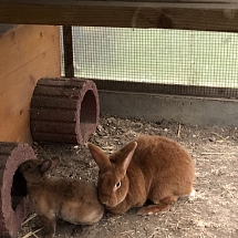 2 Kaninchen männlich