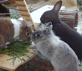 Die vertraute Kaninchengemeinschaft