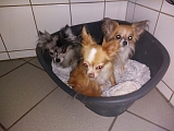 4 ausgesetzte Chihuahuas in Efringen!