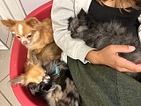4 ausgesetzte Chihuahuas in Efringen!